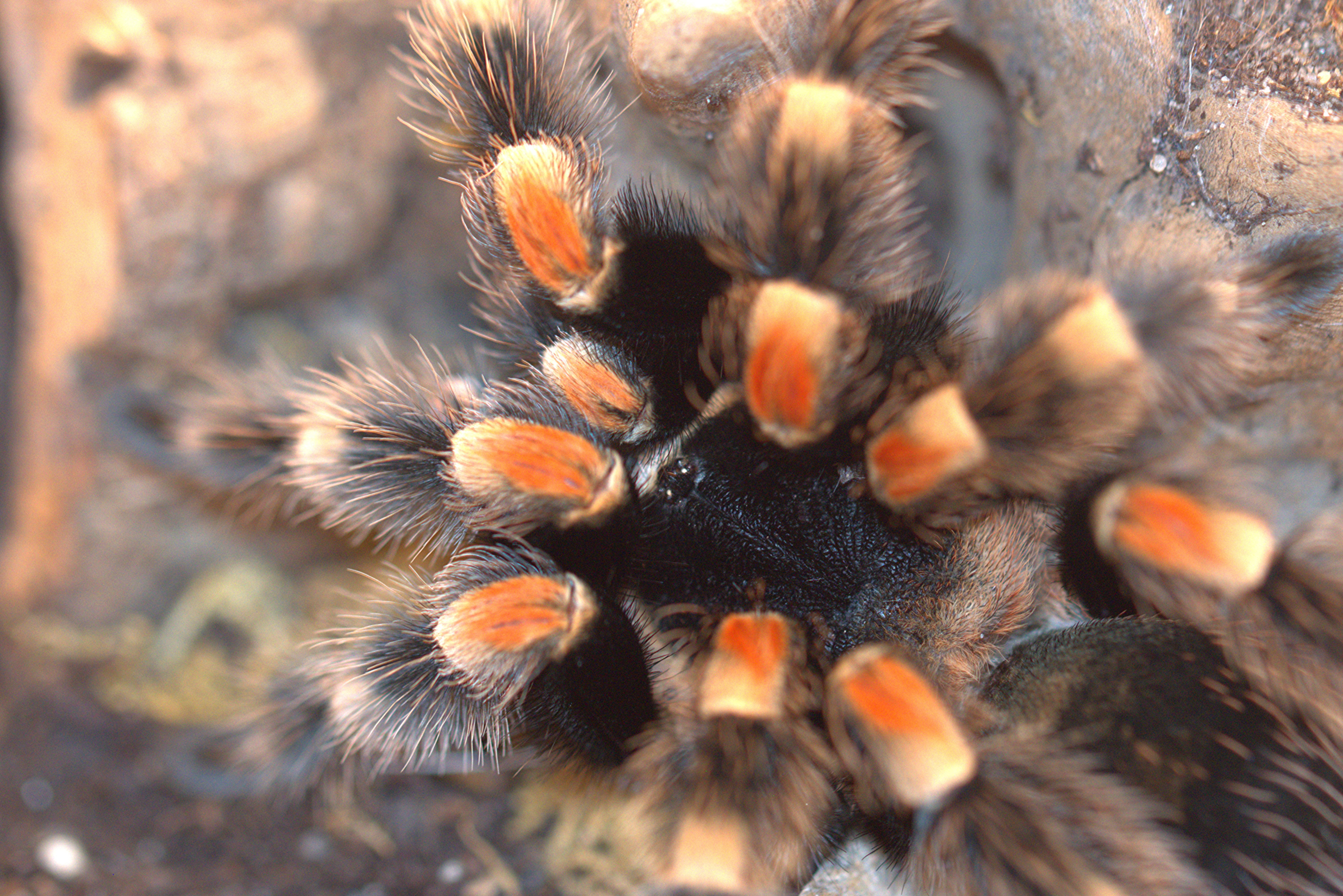 Luxembourg Exotics — captive-bred specimens