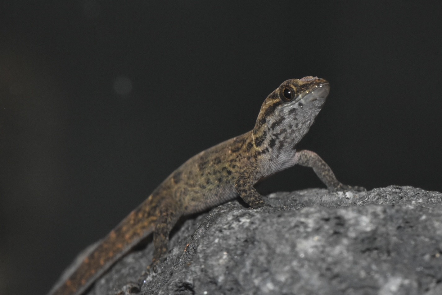 Gonatodes antillensis