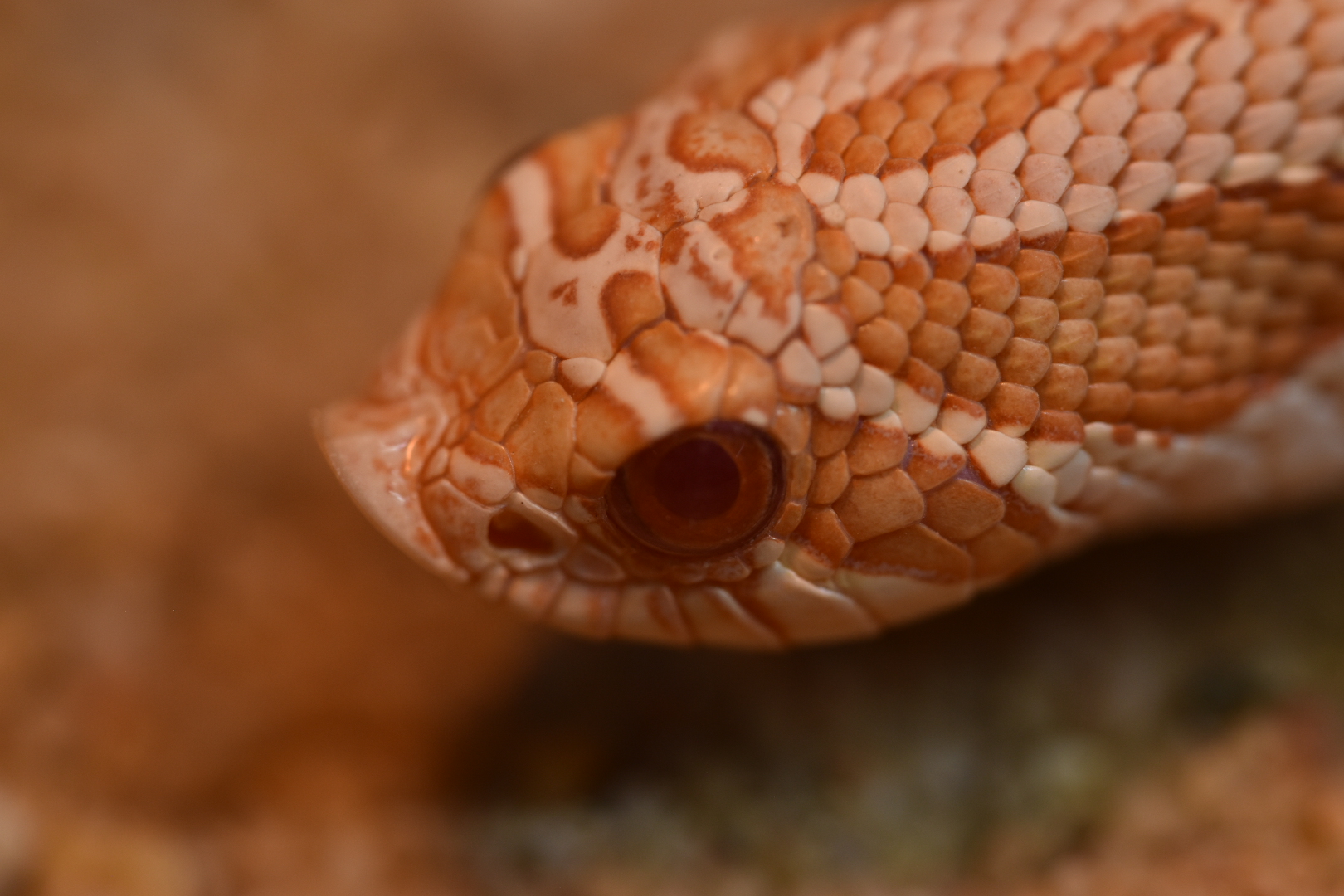 Heterodon nasicus