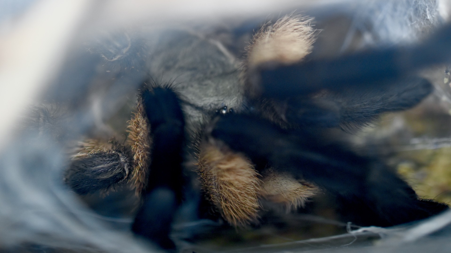Monocentropus balfouri