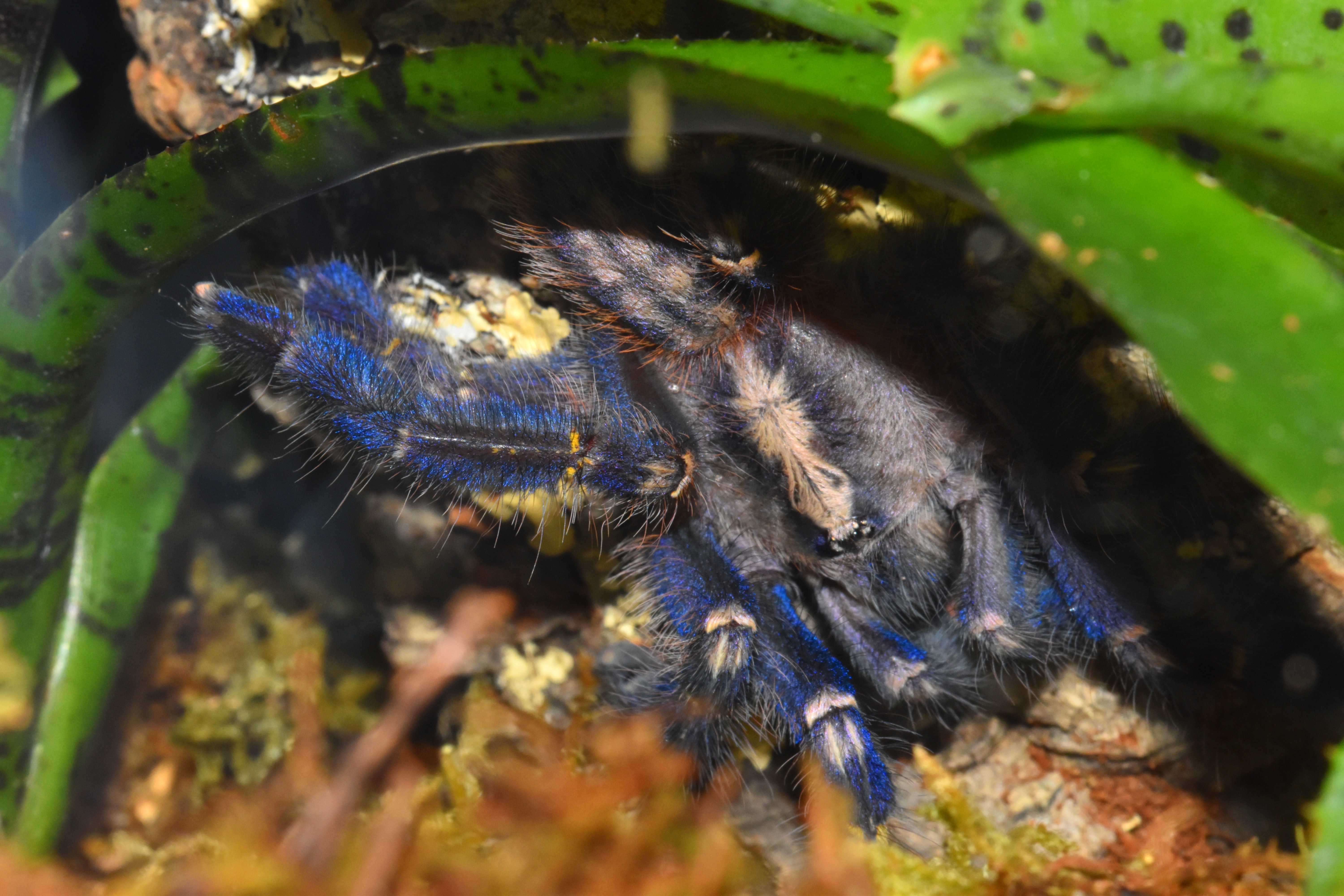 Poecilotheria metallica
