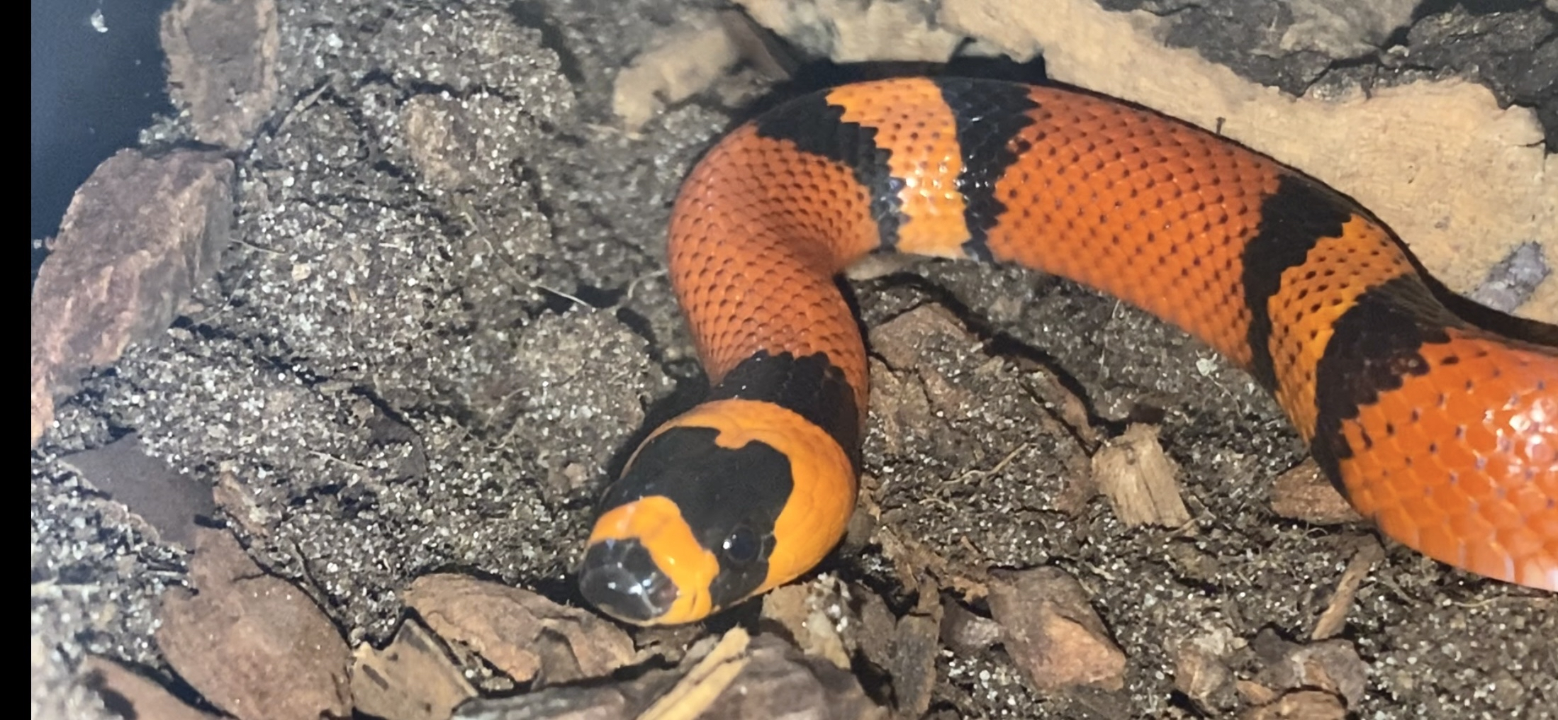 Snakes